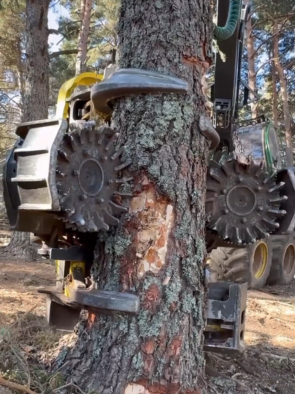 Harvester power Crushing with precision #lumberjack #forest #johnderee #harvester #viralvideo 