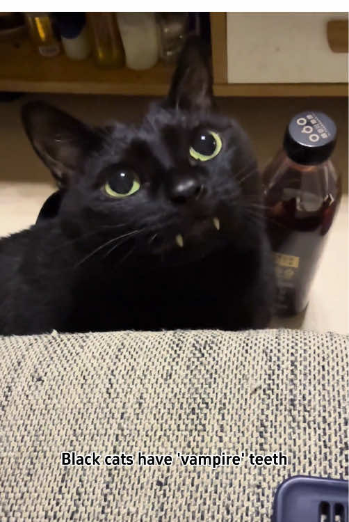 Black Cat Behavior#funny #cat #funnyvideos #catsoftiktok 