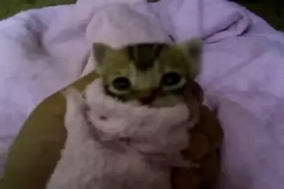 #cute #cat 