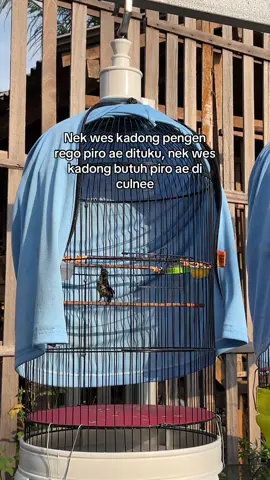 Bocil mulai nakal😅 #konin #kolibrininja #kicaumania 