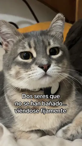 🫵 #gato #cats #catsoftiktok #gatito #choricitas 