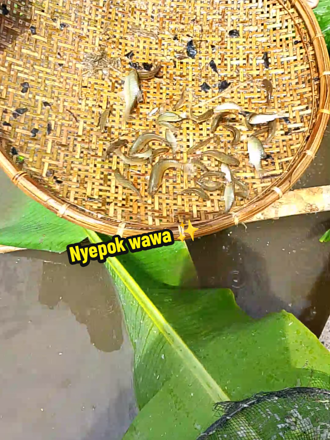 Membalas @cynthia.alvionita ini kak video nangkap ikannya🤗  #lampungtiktok #fyppppppppppppppppppppppp #lampung #musiklampung 