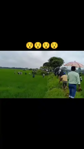 আজব ঘটনা 😯😯😯#foryoupage #foryou 