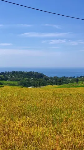 India versi bajawa. #laguviral  #fyppppppppppppppppppppppp  #golewaselatan  #nttpride🏝🔥  #flores 