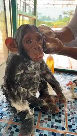 Cuba is enjoying 