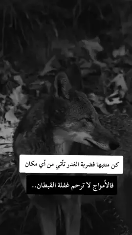 #fyp #F #f #شلفاوة_والحلاوة🔥 #شعب_الصيني_ماله_حل😂😂 