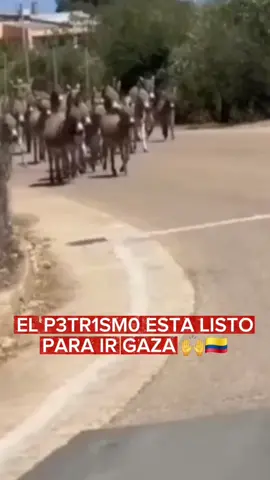 ya van para gaza apoyar a gustavo petro #noticiascolombia #ultimahoracolombia #CarlosAnaya 