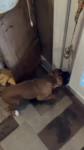 Mama says that I'm not really grasping the concept of the Potty Training Bells 🔔  ... I think I'm ringing them jus' fine🐶 #pottybells #soannoying #newtoy #boxerpuppy 
