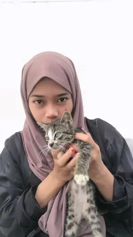 Kucingnya tercandu  candu🤪🤪🫣#fyp #soundtrending #viral 