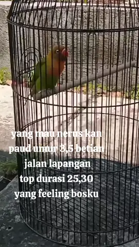 yang feeling bosku paud materi fighter jalan lapangan top durasi 25,30 umur 3,5 betian  #lovebirds❤️❤️ #paudprospek #pauddurasi #paudfighter #fypppppppppppppppp 