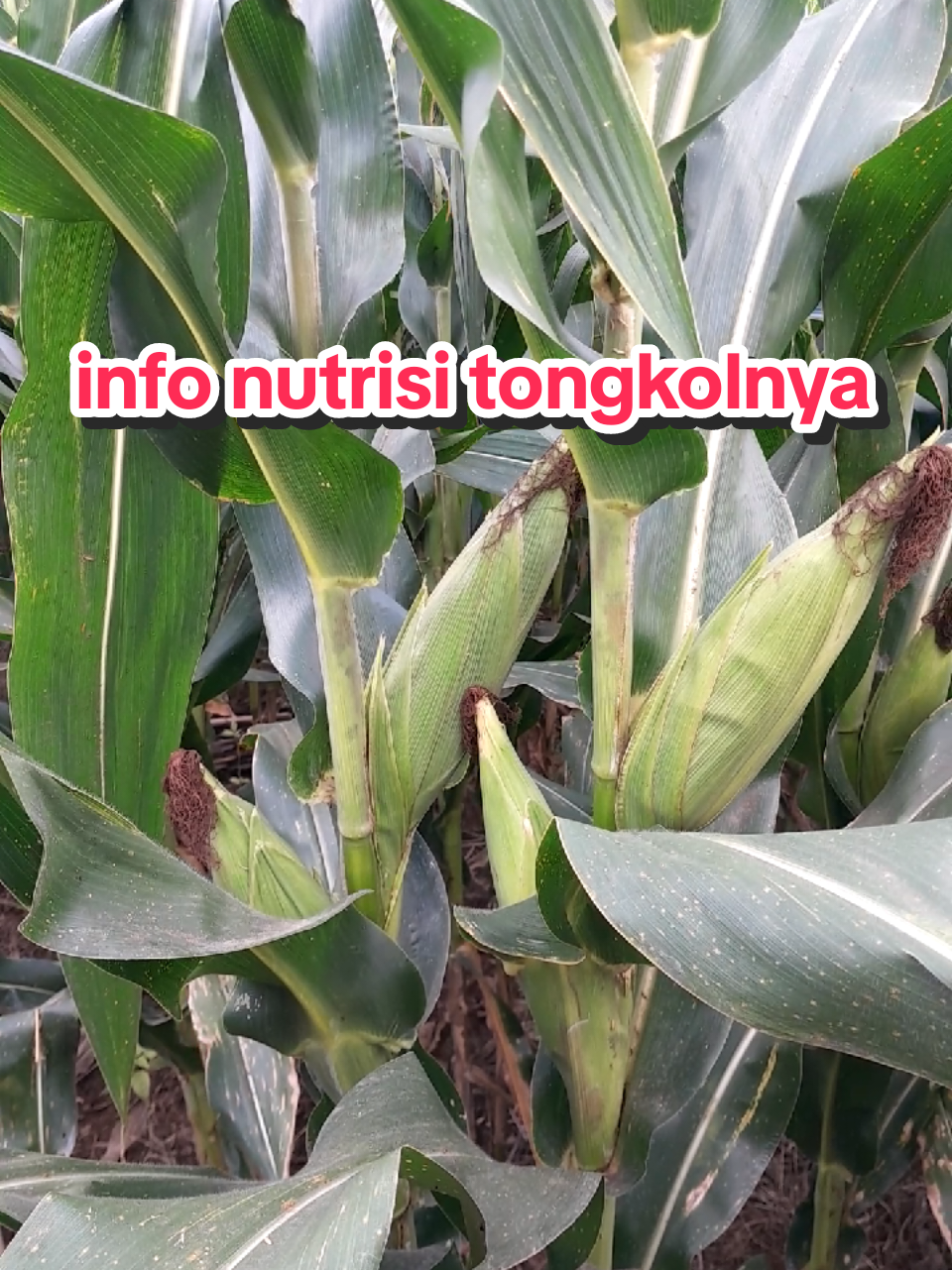 info nutrisi tongkol jagung lur #murah&efisien #belajartani🌿 