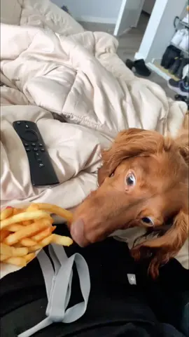 When your dog spots food #fyp #dog #dogs #doglover #dogsoftiktok 