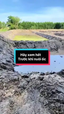 Hãy xem hết video này trước khi muốn nuôi ốc nhồi #thuysanvnua #ocnhoi #ocbuouden 
