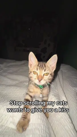 Wrangler says hello #banglecatsoftiktok #fypシ #kisses #catsoftiktok 