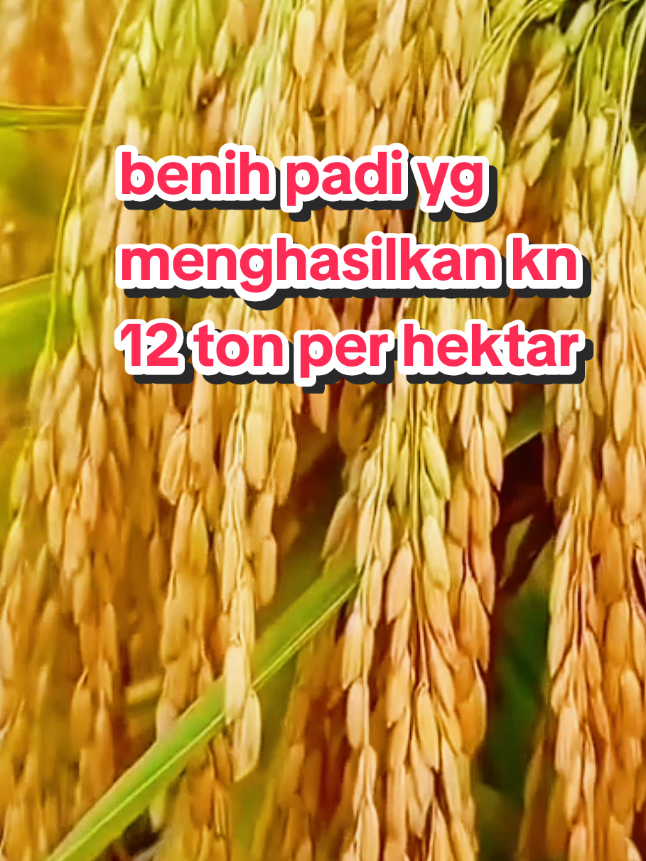 benih padi Thailand jumbo kemasan 1 kg #BenihPadiThailandJumbo #PadiThailandJumbo #BenihThailandJumbo #PadiJumboThailand