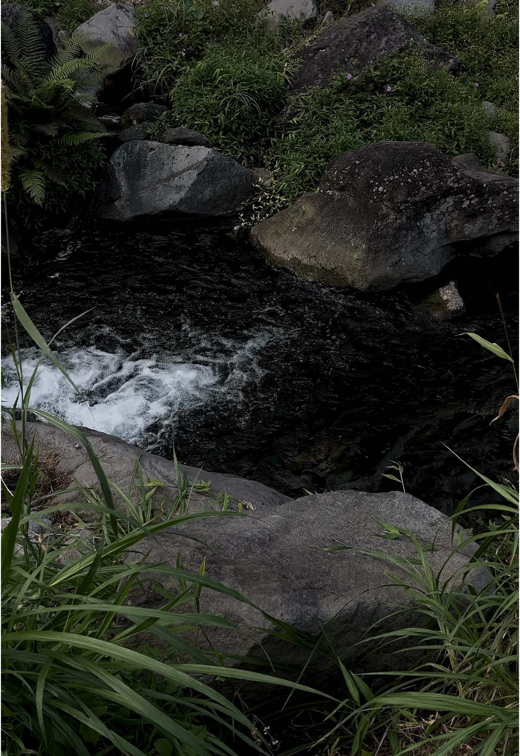 september for slow vibes 🌱🌫️ #nature #ambience 