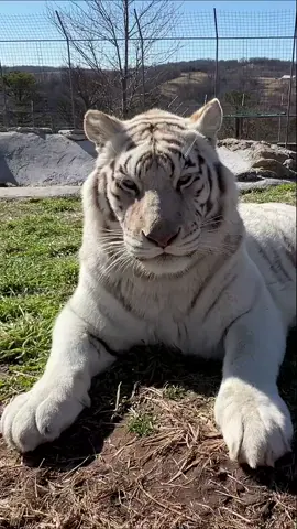 What a breathtaking sight! The majestic white tiger, Peyton, gracefully made her way to a cozy spot, where she plopped down with a delighted sigh, ready for a well-deserved catnap. With the sunlight fading and a gentle breeze rustling the leaves, sweet dreams await our regal feline friend. What adventures does she dream of as she drifts off? It's a peaceful moment that captures the magic of the wild!