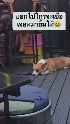 น่ารัก🫠.  #dog #cute #pet #lovely  ขอบคุณคลิปต้นฉบับค้าบ
