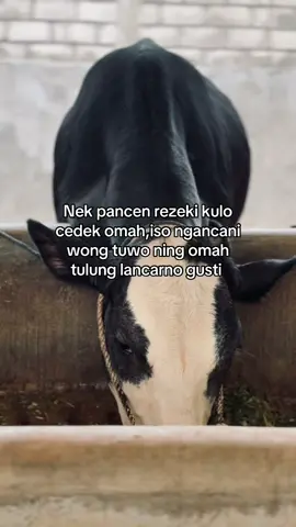 Jenengan paringi lancar gusti🤲#perternakmuda #peternaksapiindonesia #sobatngaret #kediri24jam #fyp 