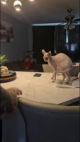 My dad does this thing… where he thinks I’m some kind of musical instrument. He blows raspberries on my skin. It’s honestly so beneath me. Like, excuse me sir… I am a distinguished gentleman, not a whoopee cushion with legs. Why can’t my “parents” just let me be? I’m just… a Pig. 😤 #sphynxcat #sphynxlife #m#sphynxcats #hairlesscat #nakeycat #catsoftiktok #cats #catlovers #catmomlife #catdadlife #furbaby #cuddlesandtrails 
