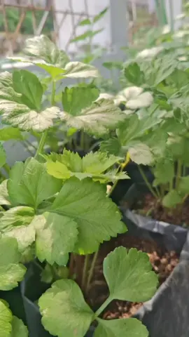 Tispa agar seledrimu tumbuh subur #tipsberkebun #garden #sayurandalampot #sayuranseledri