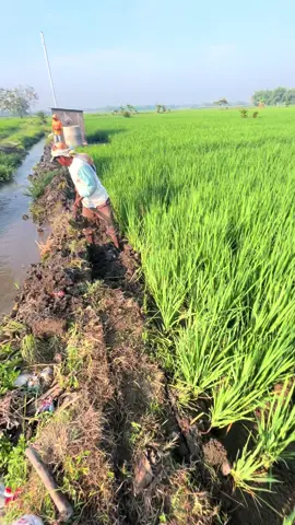 Proses pembuatan saluran irigasi perpipaan sibel #pipairigasi 