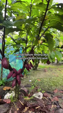 #petanimuda #coklat #petanicoklat #petanikakao 