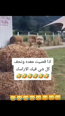 #الشعب_الصيني_ماله_حل😂😂  #صباح_الخير 