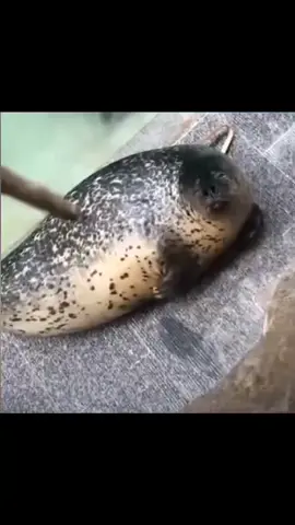 #seal #hungry #fpyシ #sealife #zoo 