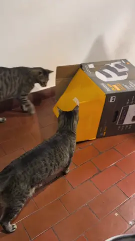 Los gatos de mi amiga son muy chistosos 