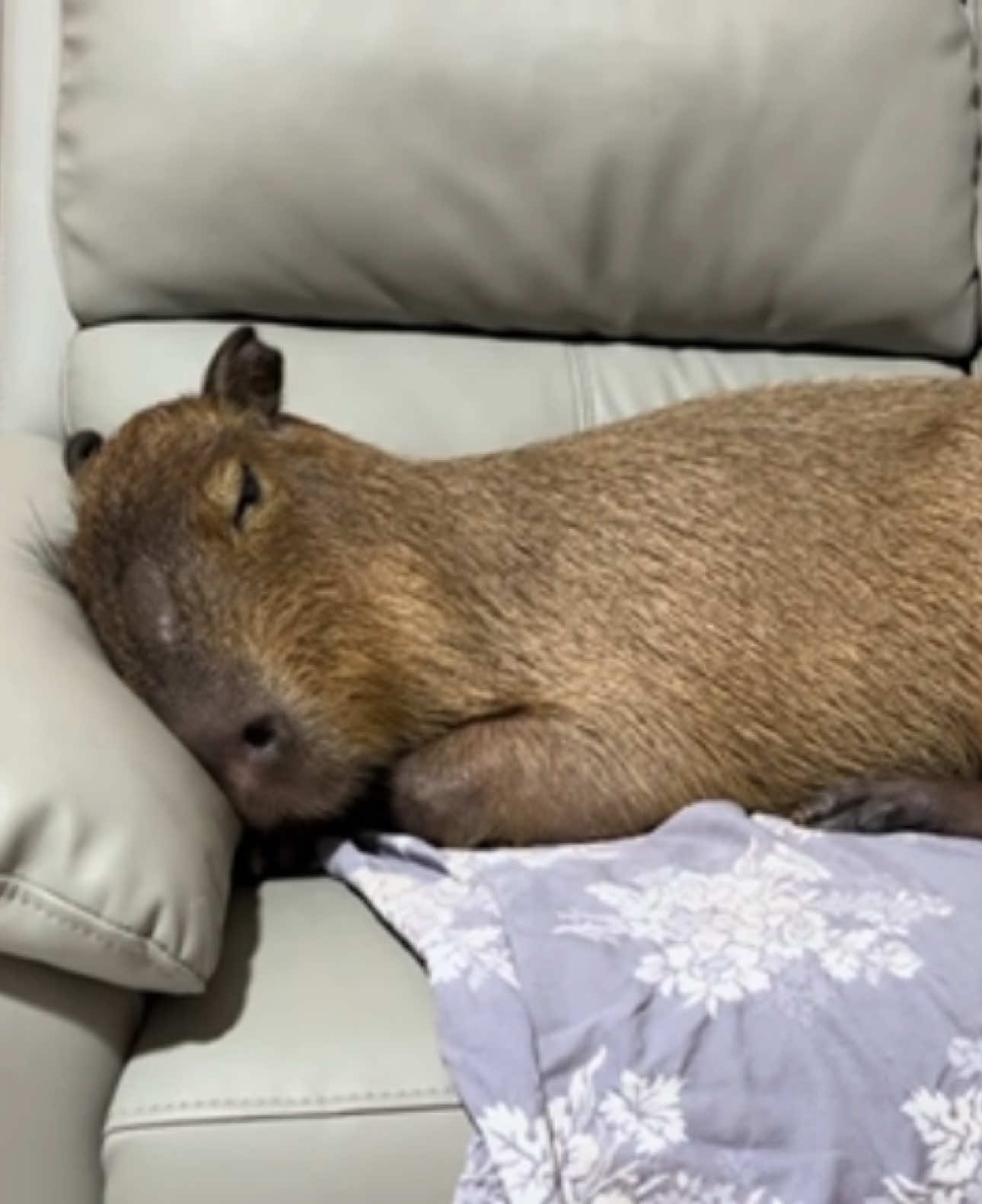 #capybara #peace #loveyou #funny 