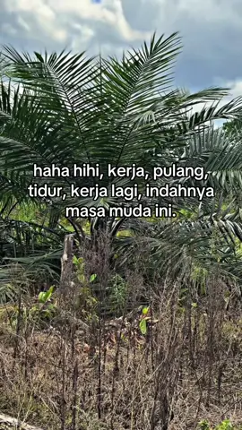 #petanisawit 