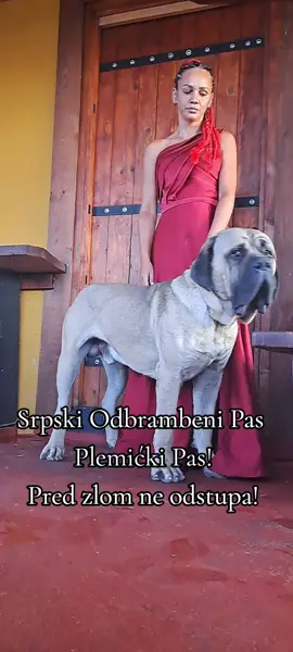 Srpski Odbrambeni Pas – Plemićki Pas! Svom gospodaru veran i odan do smrti. Izuzetan karakter ove rase razlikuje je od svih drugih pasa. Ovi psi nisu poslušni zato što su dresirani – oni su poslušni po svojoj prirodi. Mirni su i staloženi, bez nepotrebnih ispada. U deliću sekunde reaguju na ulazak uljeza. Ne dozvoljavaju nikome da se približi njihovom gospodaru (svaki član porodice, odnosno ukućanin, za njih je gospodar). Napadaju bez upozorenja svakoga ko na bilo koji način ugrozi njihovog gospodara (mahanje rukama, povišen ton, ili previše blizak prilazak). To nisu ovčarski psi koji laju i lutaju unaokolo – oni mirno leže i budno prate svaki pokret. Srpski Odbrambeni Pas (kao što mu samo ime kaže) ima urođeni instinkt da štiti svog gospodara. Ne čeka komandu – reaguje na najmanji znak da je gospodar ugrožen. Zbog svoje snage i odlučnosti, ovu rasu čuvaju isključivo ozbiljni ljudi, koji su u stanju da se na pravi način brinu o psu. Najvažnija potreba ove rase je ljubav njenog gospodara. Oni to osećaju – i uzvraćaju na najlepši mogući način.
