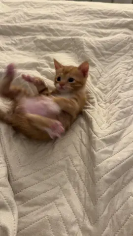He’s been eatin good! 🍼 …maybe too good. #bottlebaby #kitten #fosterkitten 