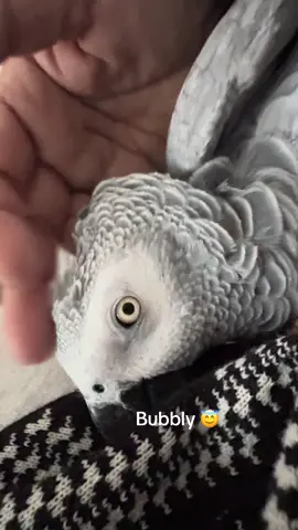 #friends #parrots#parrotsoftiktok#parrotsworld#birds 