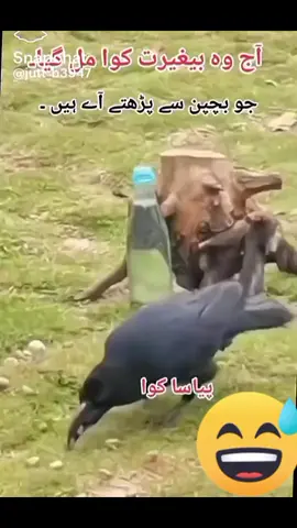 #tharsty crow #viral😂😂😂😂😂😅😅#mil he gaya#viralvideo # 