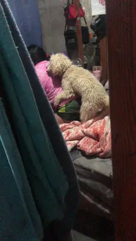Watajit😂 #animales #perros #viraltiktok #paratiiiiiiiiiiiiiiiiiiiiiiiiiiiiiii #fyp 
