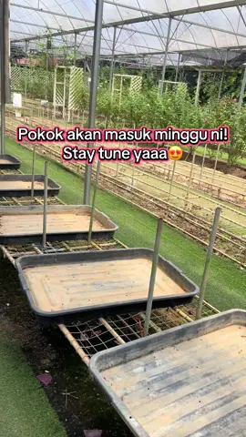 Berita gembira untuk rosarian😍 Minggu ni pokok ros akan landing di Zety Roses Garden & Farm!!  Siap sedia untuk lock pokok ya🤭