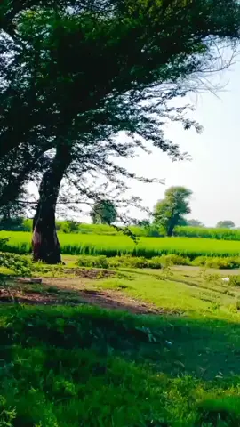 #منافقوں_کی_آنکھوں_میں_چبہتے_رہیں_گے🔥🔥✌️ #pindaalyjutt🔥 