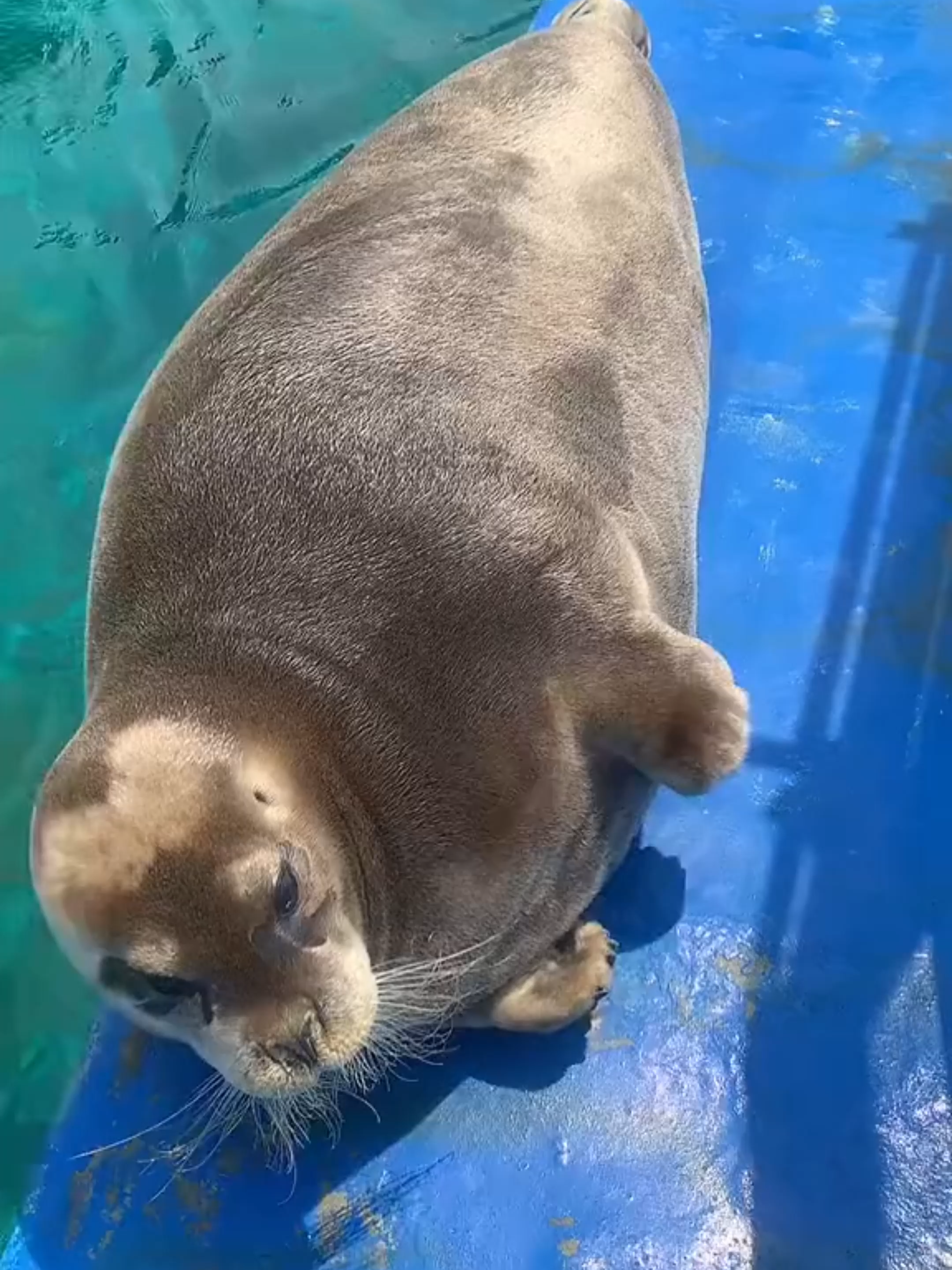 #seals #zoo