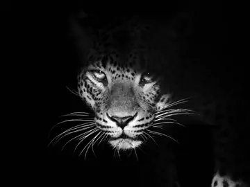 #zoologytok #fypシ #animalsofttiktok #leopard #looksmax 