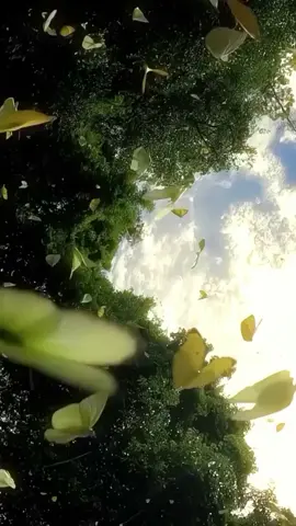 #fyp #fy#nature 