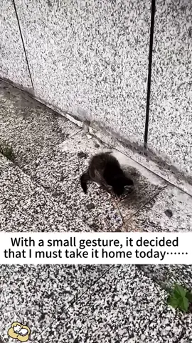 With a small gesture,it decided that l must take it home today#rescuecat#catsoftiktok#straycat#adoptDontshop#feelgood#storytime#fyp