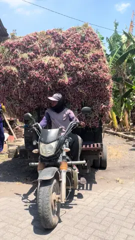 Gak iso berkata kata Cah 🤣#pemborongbawangmerah #bawangmerahnganjuk🌰 #petaniindonesia🇮🇩🇮🇩🇮🇩🌿🌿 #fyppppppppppppppppppppppp #fyp 