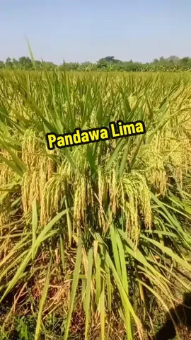Padi Pandawa Lima  Hasil pemuliaan Inpari 45 dengn pandan wangi, memiliki usia 100 hari setelah tanam , dengan karakter malai panjang nasi pulen anakan banyak , menjadi penantang baru musim mendatang. #kangbayu #AQGREEN #AQUAGREEN #agriculture #pandawalima 