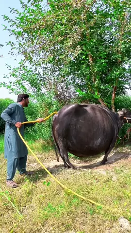 Part 1Bufalo 🐃 hui moti #for u #ukfunny #usatiktok 