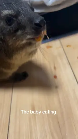 A cute delightful awawa eating like a king #hyrax #eating #awawa