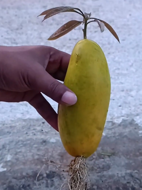 #Banana #Mango #Tree #plantslife #plants 