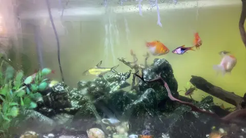 Memelihara ikan, terutama ikan hias, menawarkan banyak manfaat bagi kesehatan fisik dan mental. Melihat ikan berenang dapat menciptakan suasana yang menenangkan, mengurangi stres dan kecemasan, serta meningkatkan konsentrasi.  Manfaat untuk kesehatan mental Meredakan stres dan kecemasan: Mengamati gerakan ikan yang berenang dengan tenang dapat memicu pelepasan neurotransmitter seperti GABA dan serotonin, yang mempromosikan perasaan tenang dan memengaruhi suasana hati secara positif. Meningkatkan konsentrasi dan fokus: Aktivitas ini mendorong seseorang untuk hadir dan memperhatikan lingkungan saat ini, yang dapat meningkatkan konsentrasi. Hal ini juga sangat bermanfaat bagi anak-anak hiperaktif. Meningkatkan kualitas tidur: Dengan menyeimbangkan denyut jantung dan pernapasan, hobi ini dapat membantu mengatur siklus tidur dan menghasilkan tidur yang lebih berkualitas. Menjaga kesehatan mental lansia: Bagi penderita Alzheimer atau demensia, interaksi dengan akuarium dapat meningkatkan nafsu makan, menstabilkan berat badan, dan menjaga mental tetap aktif.  Manfaat untuk kesehatan fisik Menurunkan tekanan darah dan menormalkan detak jantung: Efek menenangkan dari mengamati ikan dapat membantu menurunkan tekanan darah dan menormalkan detak jantung. Menyehatkan mata: Memandang tanaman hijau dalam akuarium dapat membuat mata menjadi lebih rileks.  Manfaat lain Mempercantik interior rumah: Akuarium dengan ikan hias yang indah dapat menambah nilai estetika dan menciptakan suasana damai di dalam rumah. Menghilangkan jentik nyamuk (khusus ikan cupang): Beberapa jenis ikan, seperti ikan cupang, juga dapat membantu mengendalikan populasi jentik nyamuk. Sumber pendapatan (budidaya): Jika ditekuni lebih dalam, budidaya ikan konsumsi atau ikan hias dapat menjadi sumber pendapatan tambahan dan investasi jangka panjang. 