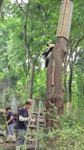 #xuhuong #panda #xuhuongtiktok 
